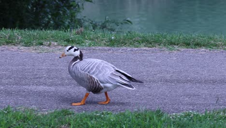 Streifengans,-Anser-Indicus,-Im-Stadtpark