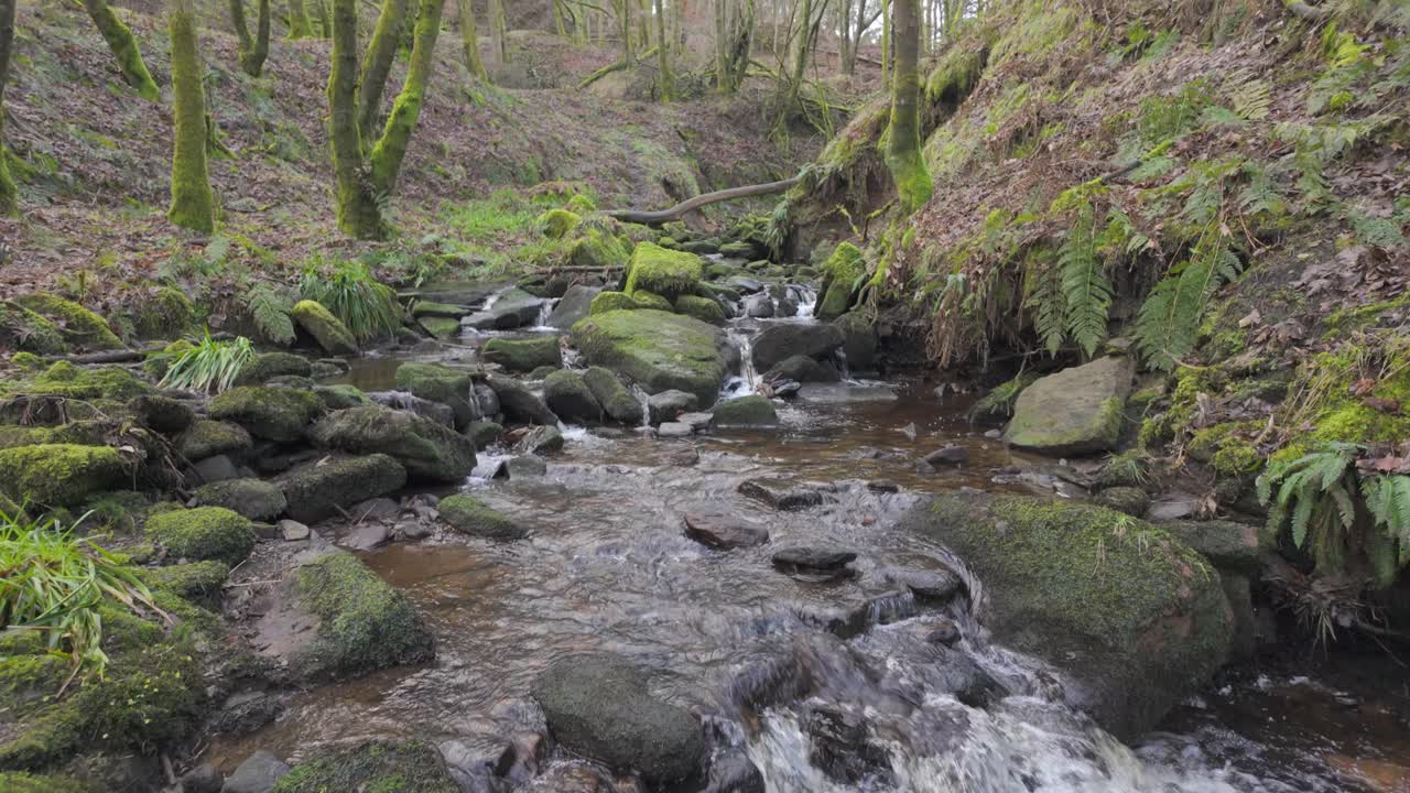 Small, slow moving woodland stream, flowing slowly through the forest trees