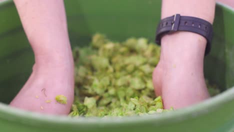 un cervecero comprueba la calidad de un lote de lúpulo para elaborar cerveza
