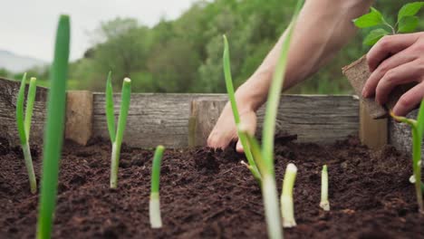 man moving seedling plant onto bigger place