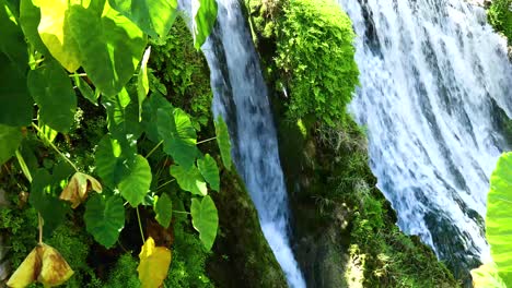 Beautiful-waterfall-and-Elephant-Ears-in-Mills-Pond-Park-in-San-Saba-Texas