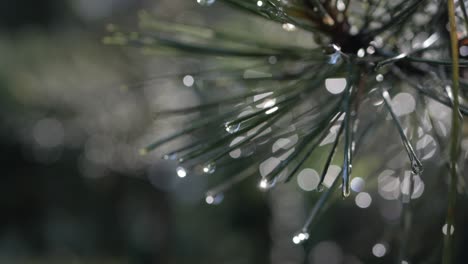 Water-drops-on-needles-of-pine-tree-shine-in-the-sunlight,-close-up