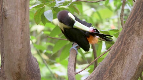 close up shot of tropical keel-billed toucan cleaning feathers with colorful beak - prores high quality resolution footage