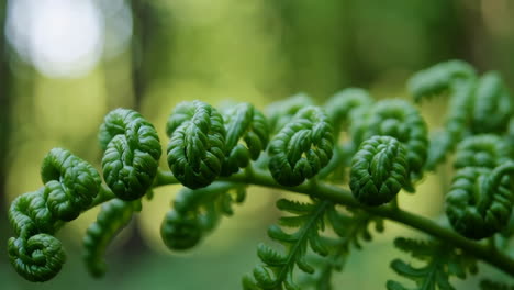Vibrant Green Fern Fiddleheads Unfurling in Nature