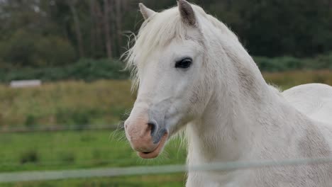 hermoso caballo blanco en el rancho de la granja - plano medio