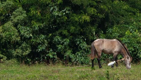un caballo con una cuerda alrededor del cuello pastando durante un día soleado y ventoso seguido por una garcilla bueyera en una pradera en tailandia