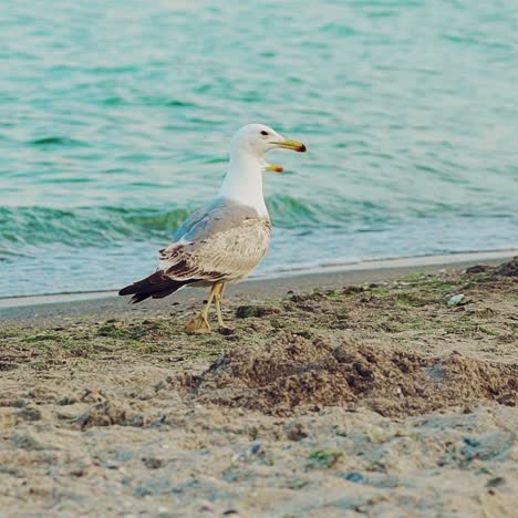 white seagulls are running along the seashore on the background of blue waves in the summer. slow motion