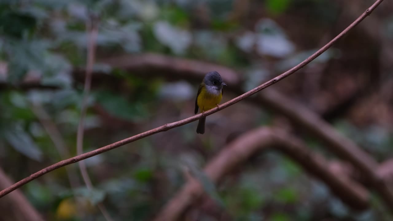 Perched on a small vine late in the afternoon as the camera zooms out, Gray-headed Canary-Flycatcher Culicicapa ceylonensis, Thailand