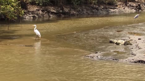 great egret stands in between two crocodiles at tarcoles river in costa rica