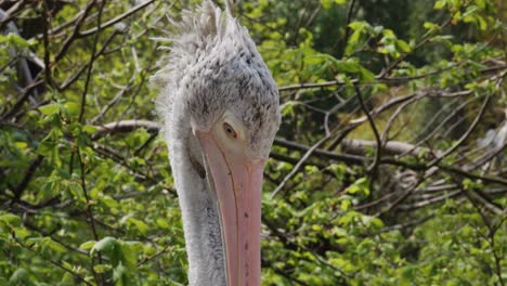 Large-beak-bird-Spot-billed-Pelican,-Close-up-shot