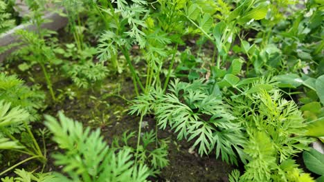 lush green plants thrive in the rich soil of yakutia, showcasing the beauty of summer cultivation amidst the region's unique climate