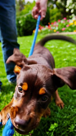 cute puppy playing tug-of-war with a blue rope