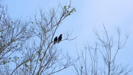 Two-individuals-perched-together-on-a-twig-with-blue-sky-and-some-clouds,-Common-Hill-Myna-Common-Hill-Myna