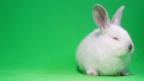 little white rabbit on a background of chromakey