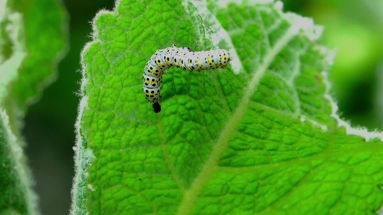 The Mullein moth’s black yellow and white caterpillar commonly found in gardens eating a mullein leaf