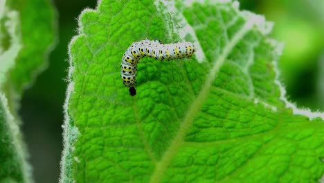 The-Mullein-moth’s-black-yellow-and-white-caterpillar-commonly-found-in-gardens-eating-a-mullein-leaf