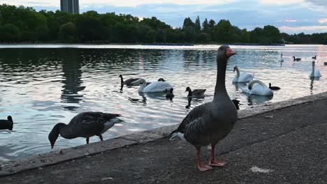 Gansos-Y-Cisnes-En-Hyde-Park-Justo-Antes-Del-Atardecer