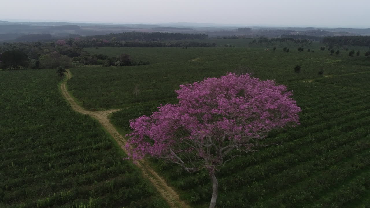 un magnífico y enorme árbol de lapacho rosa