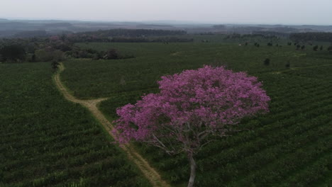 Un-Magnífico-Y-Enorme-árbol-De-Lapacho-Rosado