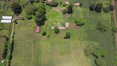 Tierras-De-Cultivo-Con-Maíz-En-El-Pequeño-Pueblo-De-Loitokitok-Kenia