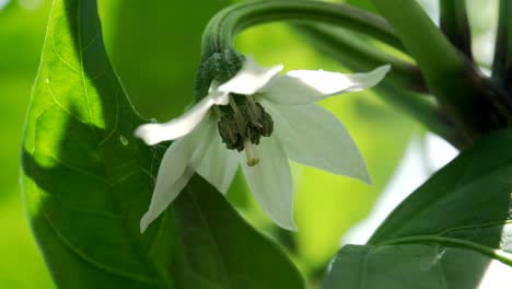 flor blanca de pimiento jalapeño que crece en el jardín