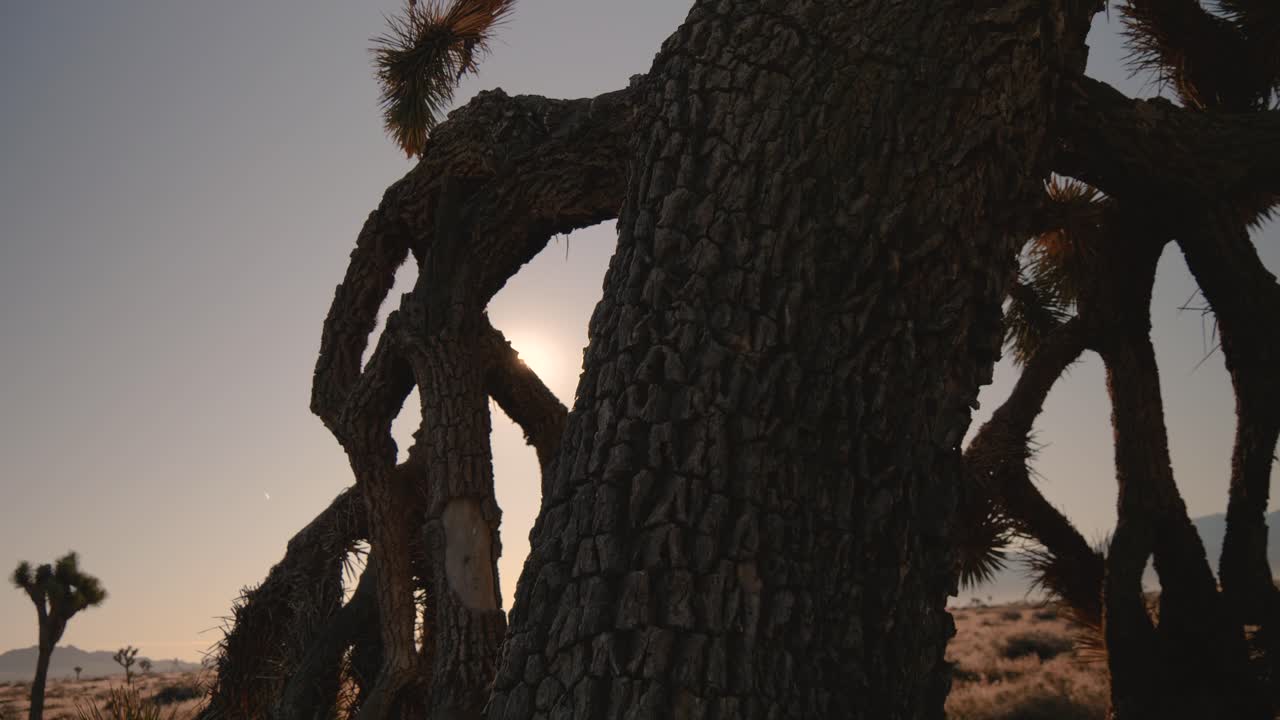 Close up shot behind and around Joshua tree to reveal pretty sun flare