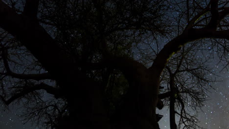 amotion control time lapse looking up into the night sky with stars and the milky way, through a big tree top