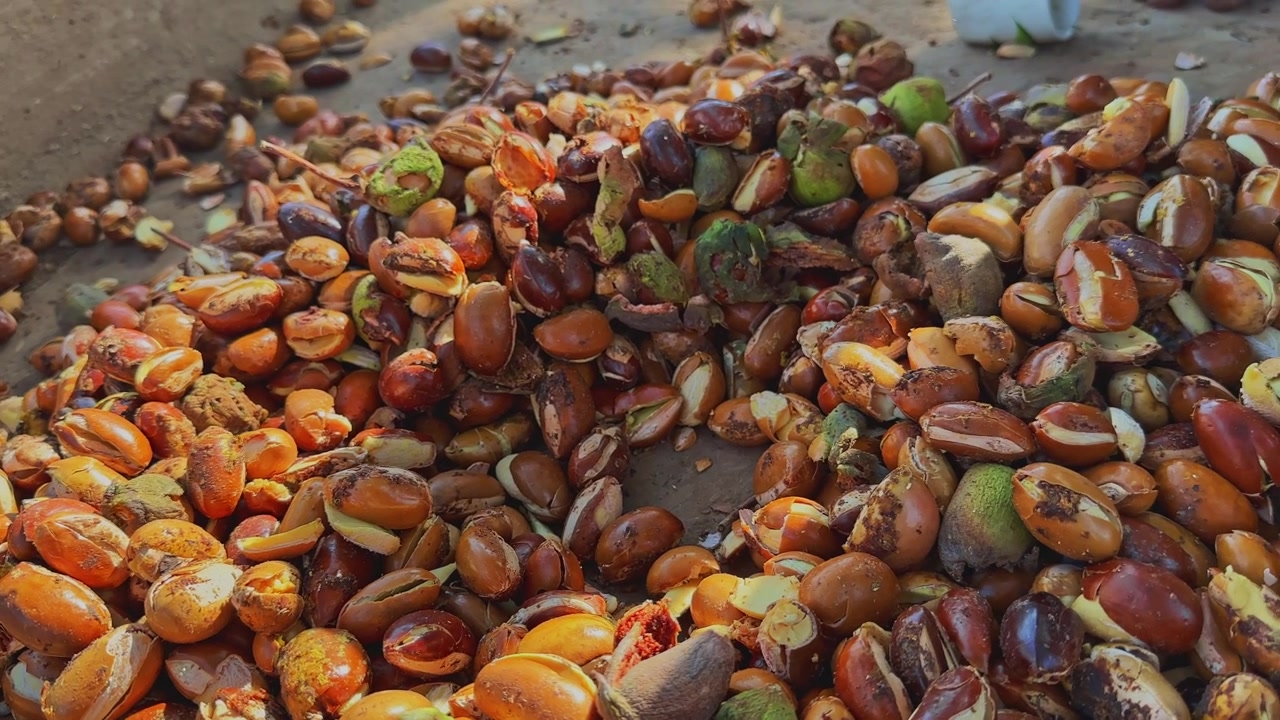 Split mahua seeds are spread out before sun drying as part of a traditional oil extraction process showcasing rural agriculture natural resources and indigenous practices