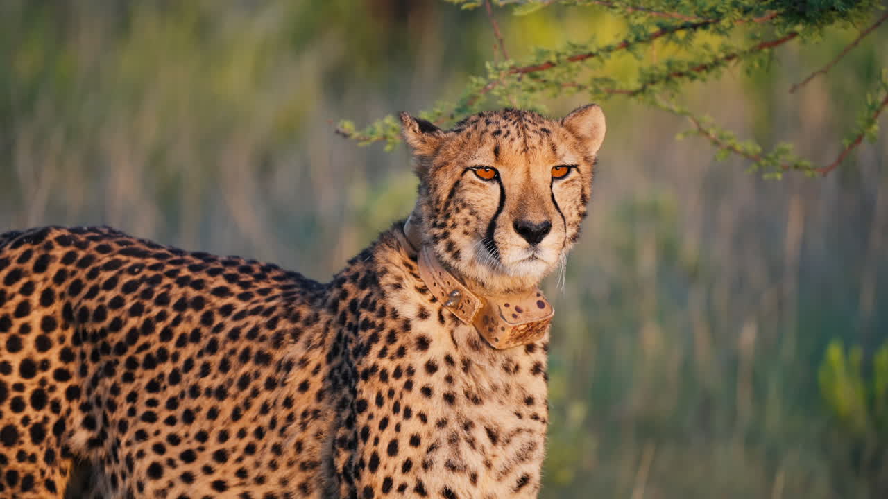 Cheetah with Tracking Collar in African Savanna