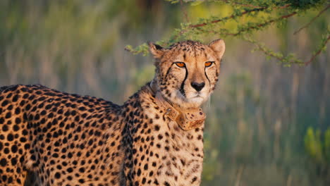 cheetah with tracking collar in african savanna