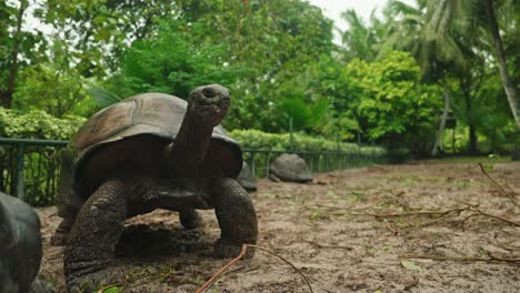 Statische-Aufnahme-Einer-Alten,-Hundertjährigen-Tropischen-Schildkröte,-Die-Sich-Ausruht