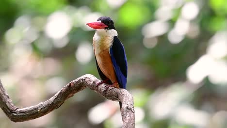 el martín pescador de gorra negra tiene un pico rojo como un caramelo y una gorra negra que se encuentra en tailandia y otros países de asia