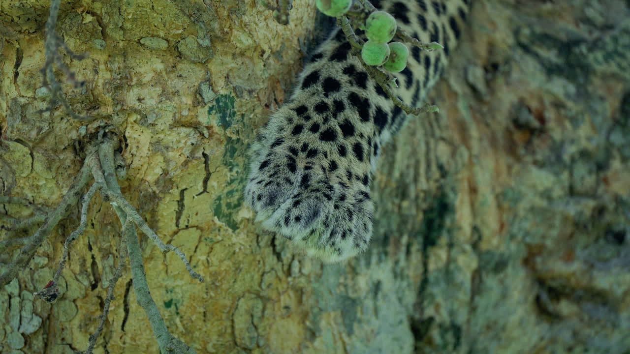 Leopard Paw on a Tree