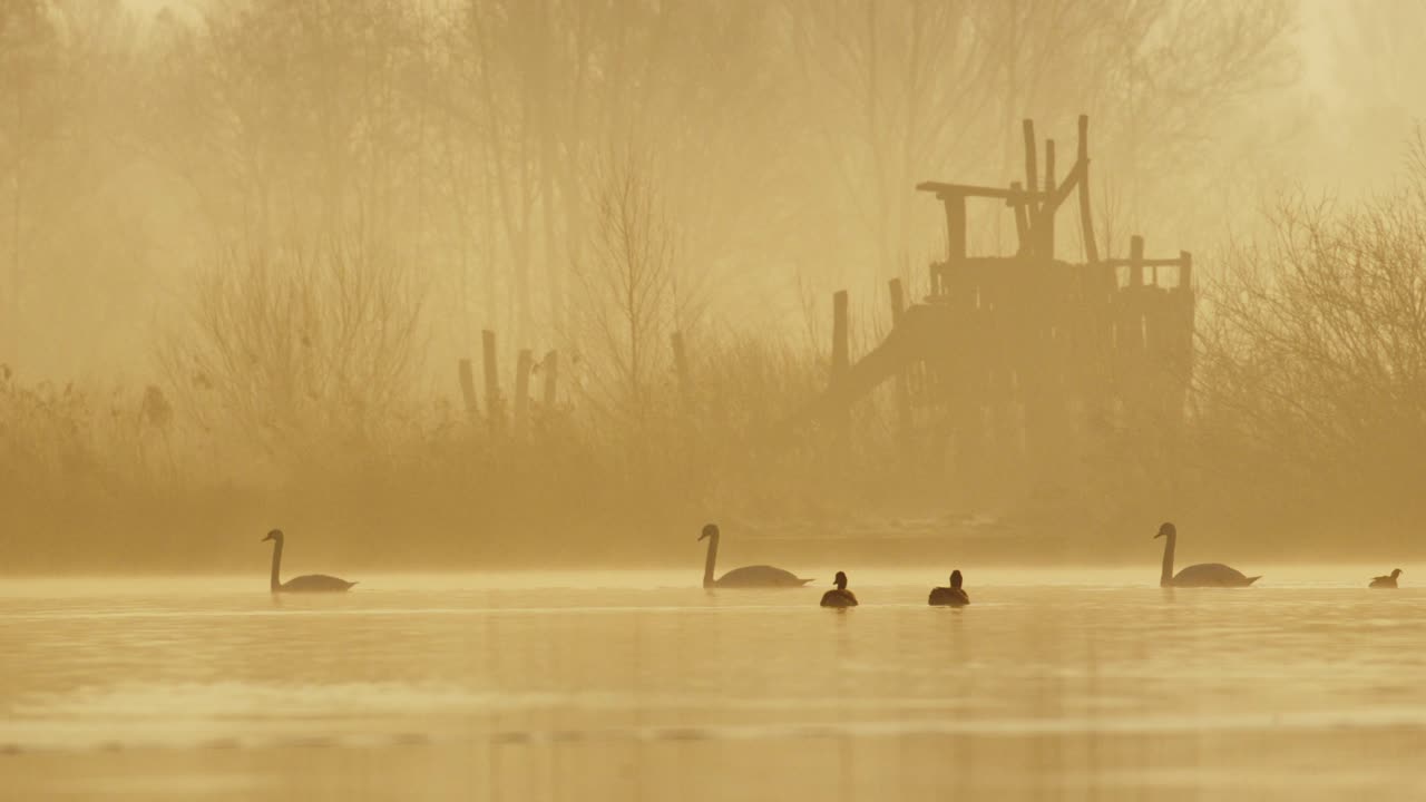 고요한 자연 풍경, 백조는 강에서 여유롭게 헤엄친다 - 황금빛 일출 안개 낀 아침
