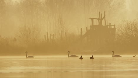 calm nature scene, swans swim leisurely on river - golden sunrise misty morning