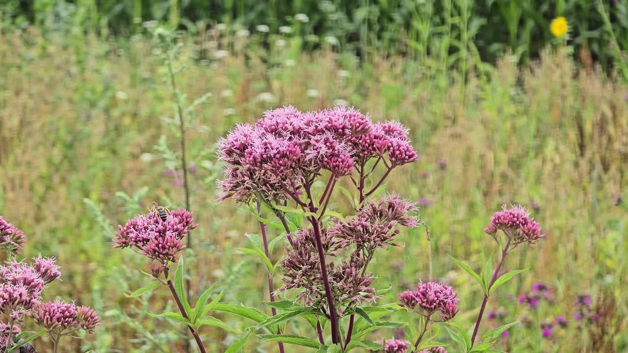 Close-up of blooming eupatorium purpureum in natural wildflower meadow