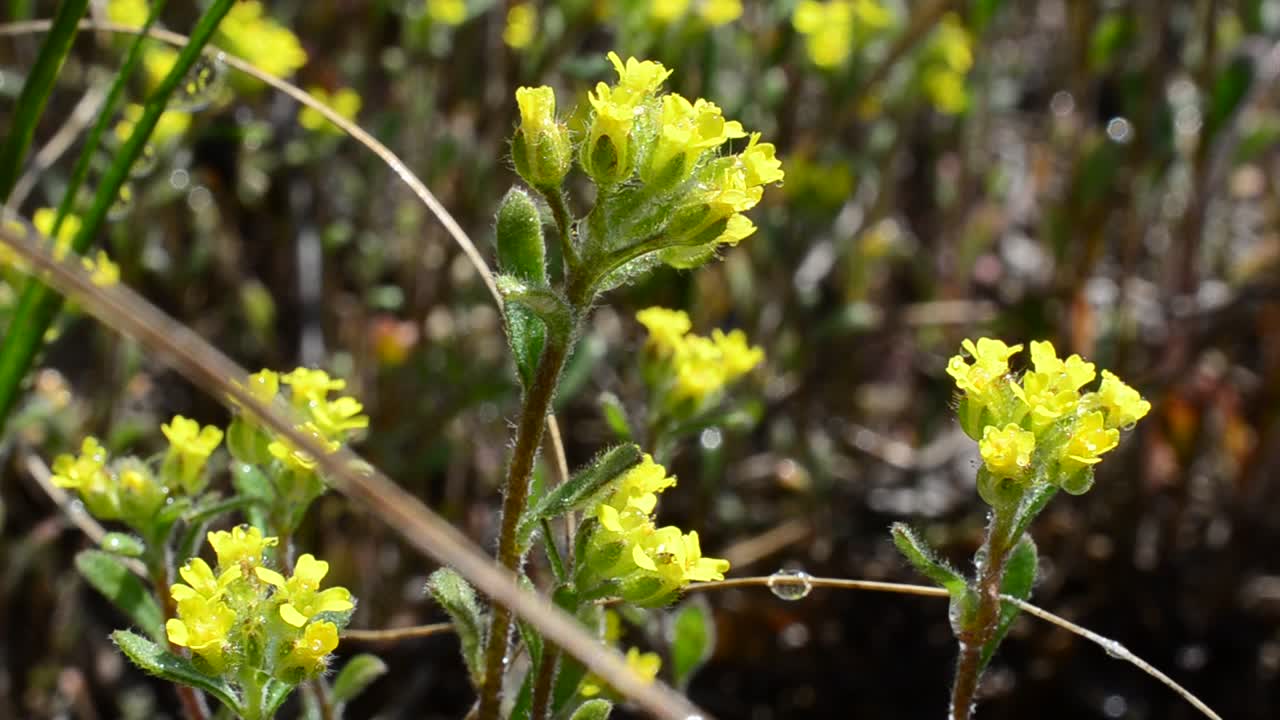 Sfondo giallo di fiori. Fiori tra l'erba.
