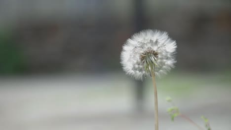 un hermoso diente de león florece en el jardín con un fondo borroso