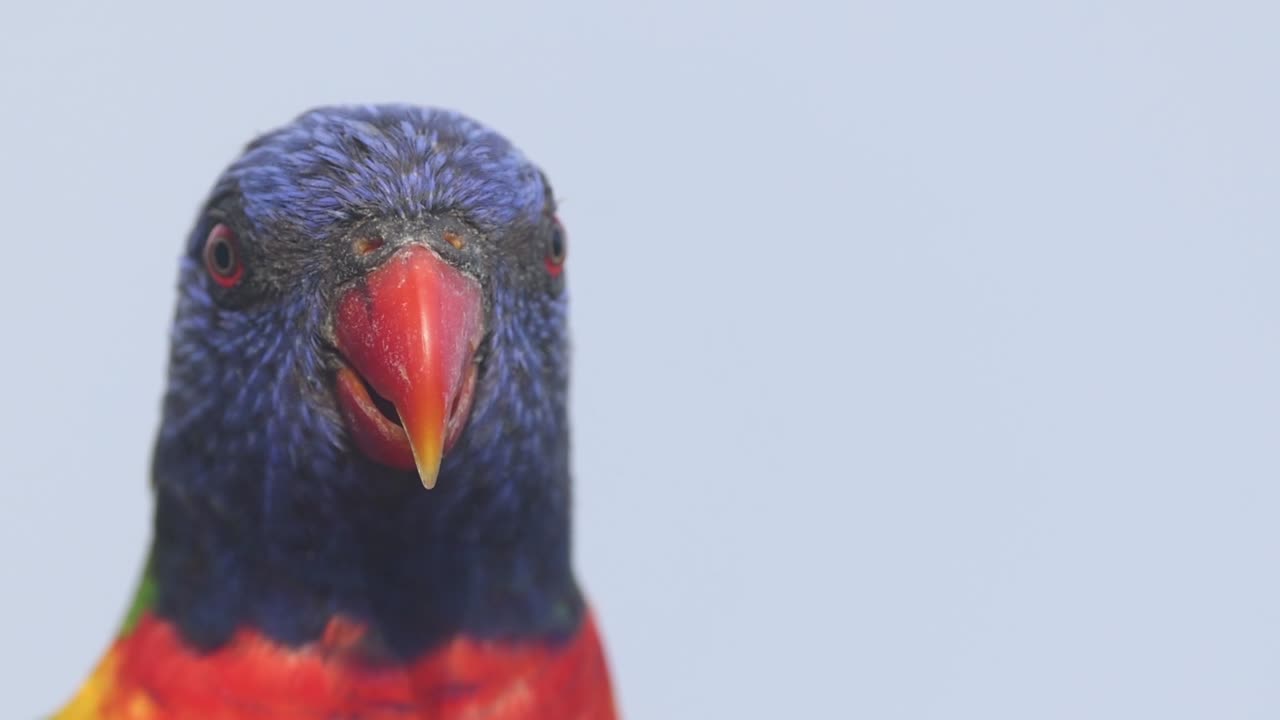A vibrant parrot showcases its colorful plumage and curious head movements against a clear sky backdrop.