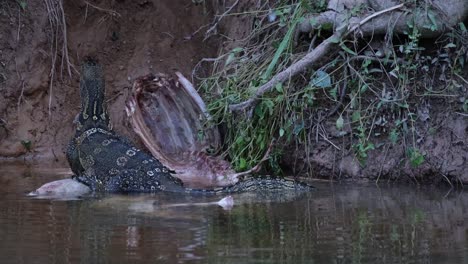 Monitor-De-Agua-Asiático,-Varanus-Salvator,-Comiendo-El-Cadáver-De-Un-Ciervo-Sambar,-Parque-Nacional-Khao-Yai,-Tailandia