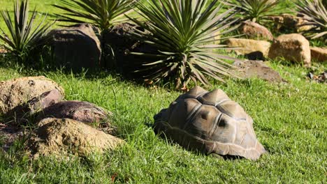 tortoise moving near plants and rocks