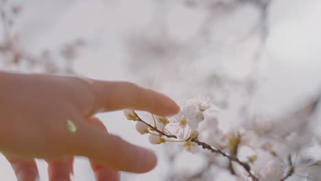 Close-up-of-person-touching-blossom-flowers-during-sunshine-spring-day,-connecting-back-to-the-nature-concept