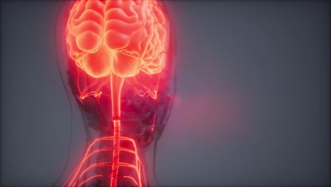 examen de radiología del cerebro humano