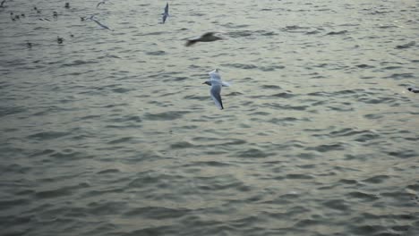 los pájaros volando la puerta de entrada de la india mumbai en cámara lenta