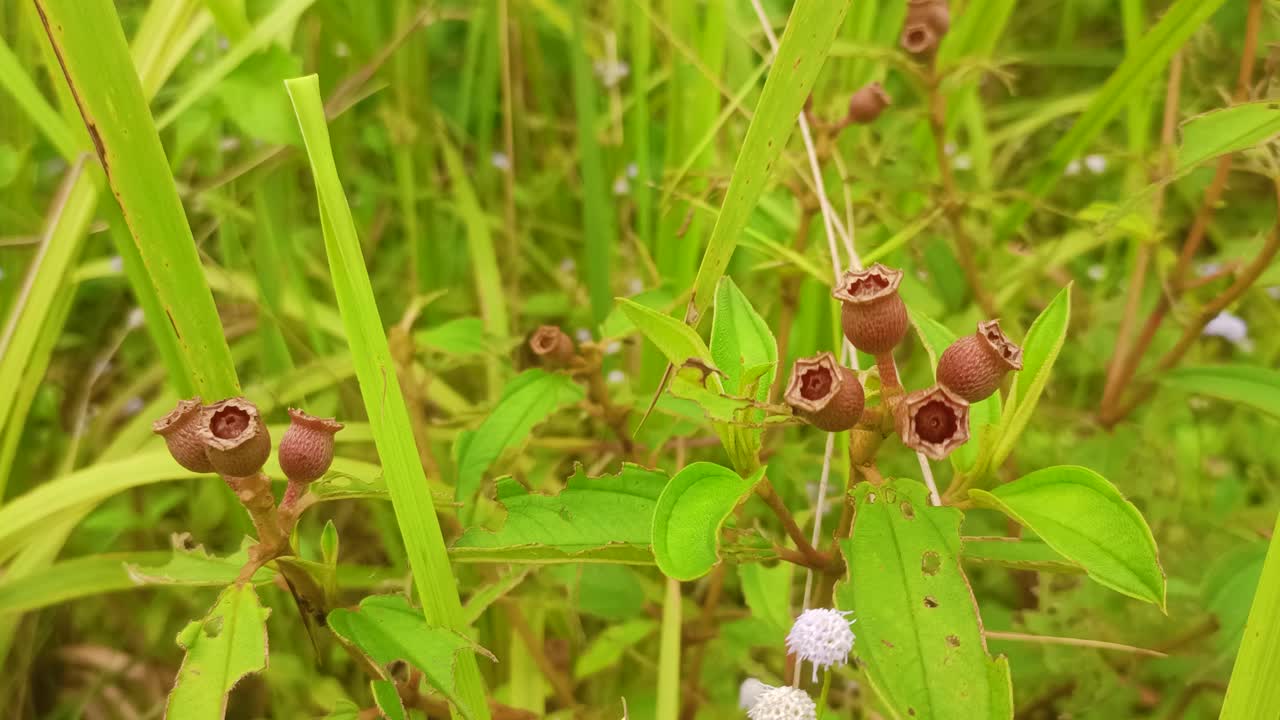 가까운 보라색 말라바르 멜라스토마