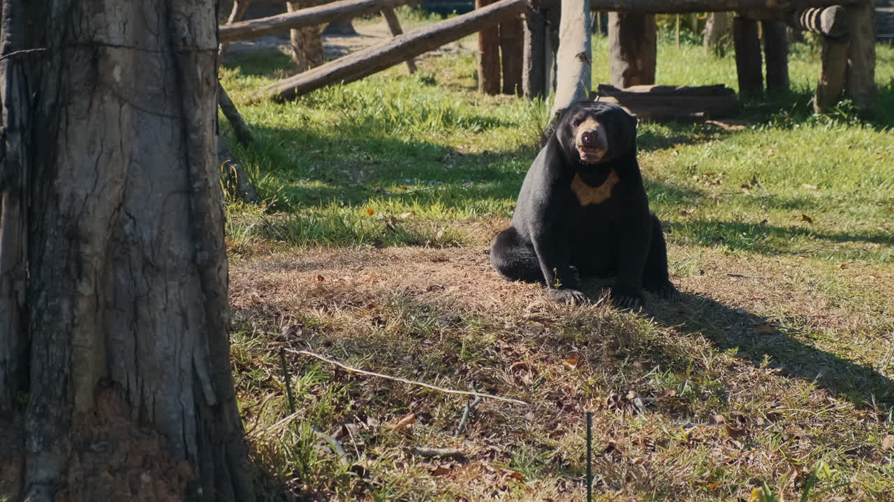Black Bear in a Zoo