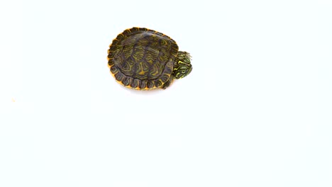 juvenile painted turtle isolated on white.  turtle does not move