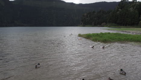 tranquil scene of ducks swimming in a lake, surrounded by lush azorean landscapes