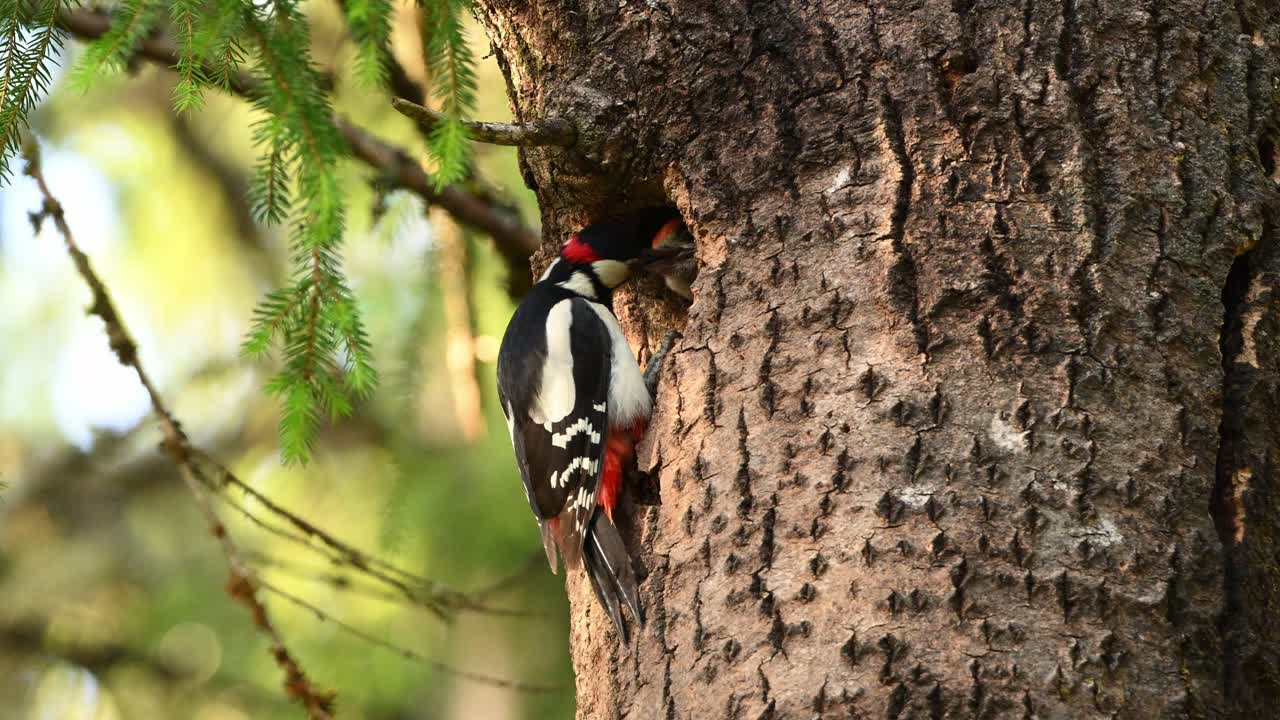 Great spotted woodpecker stands on trunk and feeds chick emerging from nest hole. Closeup view in lush spring forest