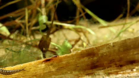 larva de escarabajo acuático en busca de presas